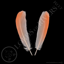american-flamingo-paired-wings-cover-typ