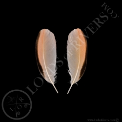 american-flamingo-paired-wings-cover-typ