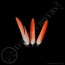american-flamingo-batch-of-fingers-feath