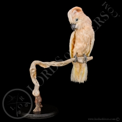salmon-crested-cockatoo-taxidermy-lords-