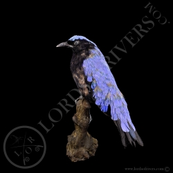 fairy-bluebird-full-skin-taxidermy