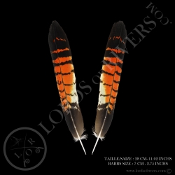 red-tailed-black-cockatoo-center-tails-p