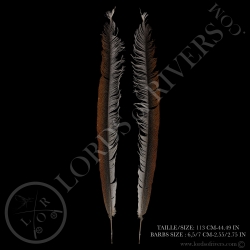 argus-pheasant-center-tails-feathers-pai