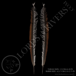 argus-pheasant-center-tails-feathers-pai