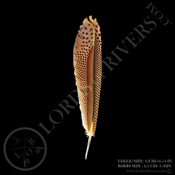 argus-pheasant-primary-wing-feather-lord