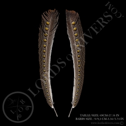 argus-pheasant-secondary-wing-paired-lor