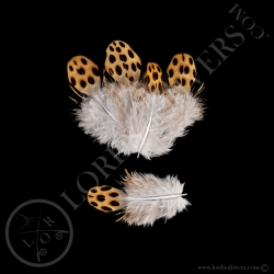 argus-pheasant-back-feathers-batch-of-5-