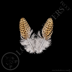 faisan-argus-quot-back-feathers-quot-pai