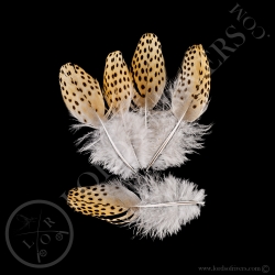 faisan-argus-quot-back-feathers-quot-lot