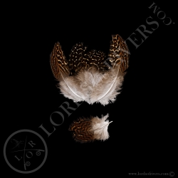 argus-pheasant-body-feathers-batch-of-5-