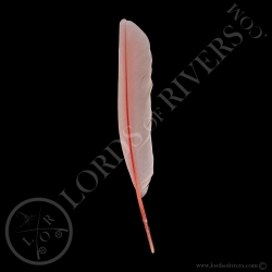 spatule-rose-plumes-d-ailes-type-1-lords