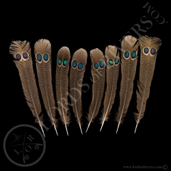 double-eyed-side-tails-set-grey-peacock-