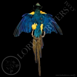 golden-breasted-starling-full-skin-lords