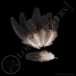 vulturine-guineafowl-batch-body-feathers