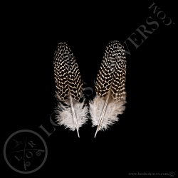 argus-under-pheasant-secondary-wing-pair