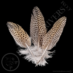 faisan-argus-quot-back-feathers-quot-lot