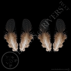 creasted-guiuneafowl-paired-body-feather