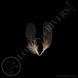 creasted-guiuneafowl-paired-center-tails