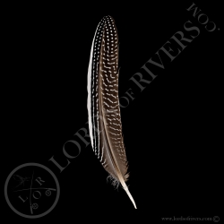 creasted-guiuneafowl-1-white-line-wing-c