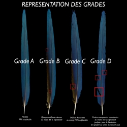 ara-de-buffon-paire-de-plumes-laterale-d