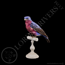 cotinga-de-daubenton-taxidermie-lords-of