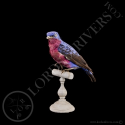 purple-breasted-cotinga-taxidermy-lords-