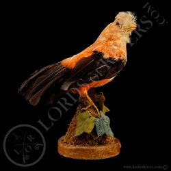 coq-de-roche-orange-taxidermie-lords-of-