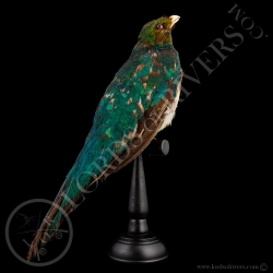 quetzal-resplendissant-femelle-taxidermi