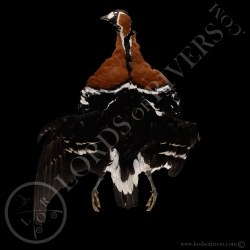 red-breasted-goose-full-skin-lords-of-ri
