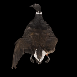 brant-goose-full-skin-lords-of-rivers