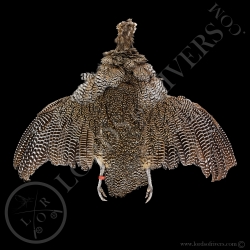 elegant-crested-tinamou-full-skin-lords-