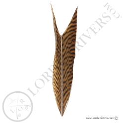 golden-pheasant-piece-of-side-tail-feath