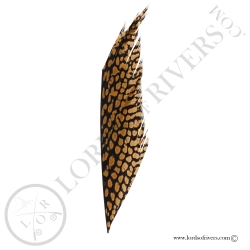 golden-pheasant-piece-of-center-tail-fea