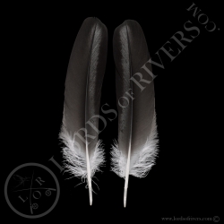 bald-eagle-wing-cover-paired-quot-grey-a