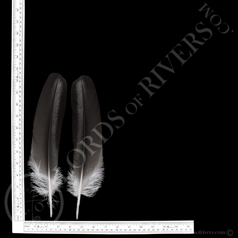 Lot de 50 plumes de dinde naturelles pour tir à l'arc - 12,7 cm