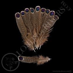 grey-peacock-pheasant-batch-of-eyed-feat