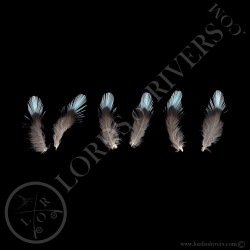 cotinga-cayana-set-de-3-paires-de-plumes