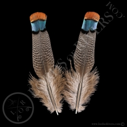 back-amp-rump-paired-feathers-ocellated-