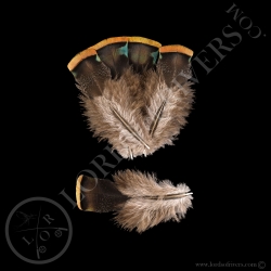 dindon-ocelle-lot-de-quot-body-feathers-