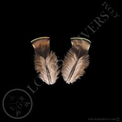 dindon-ocelle-paire-de-quot-body-feather