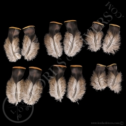 breast-feathers-paired-feathers-ocellate