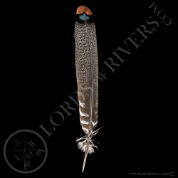 dindon-ocelle-quot-center-tail-feathers-
