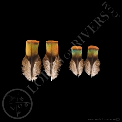 copper-shoulder-type-2-feathers-paired-o