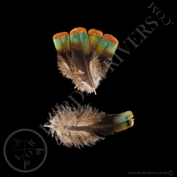 copper-shoulder-type-2-feathers-batch-oc