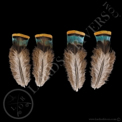 orange-shoulder-feathers-paired-ocellate