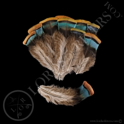 orange-shoulder-feathers-batch-ocellated