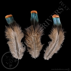 under-wing-cover-feathers-batch-ocellate