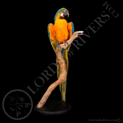 blue-and-yellow-macaw-taxidermy-lords-of