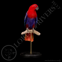 eclectus-parrot-taxidermy-lords-of-river