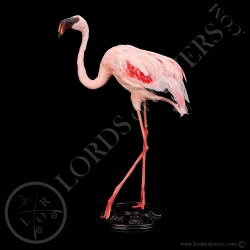 lesser-flamingo-taxidermy-lords-of-river